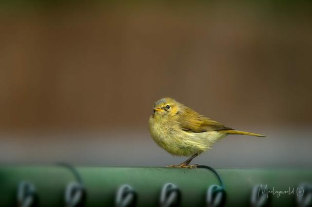 Op een hekkie 2 Op een hekkie 2