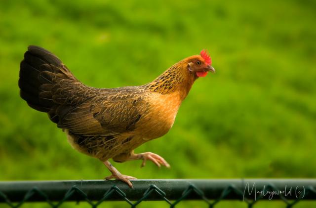 Proud chick Proud chick