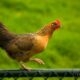 Proud chick