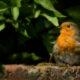 Robin on the wall Robin on the wall