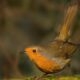 Robins pose Robins pose