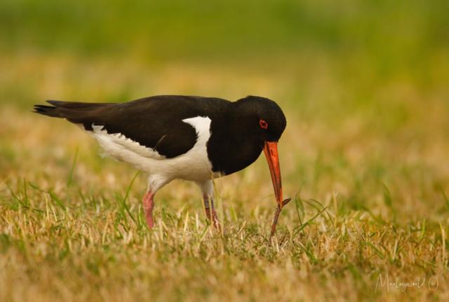 Scholekster Scholekster
