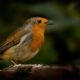Sing a song Sing a song