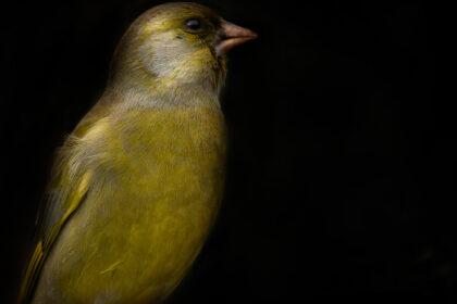 groenling op zwarte achtergond