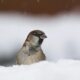 Snow Snow