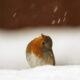 Snow Snow