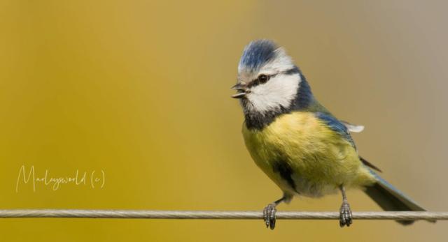 Springtime song