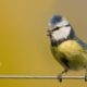 Springtime song