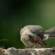 The cleaner The cleaner