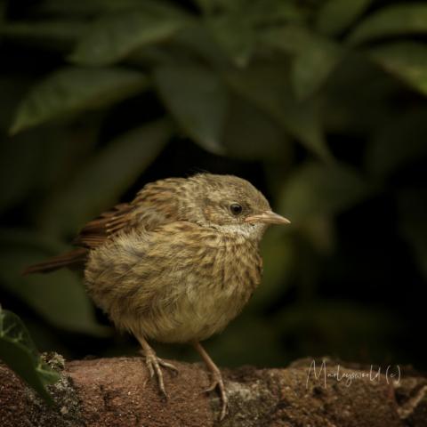 The young one The young one