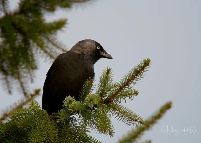 Up the tree Up the tree