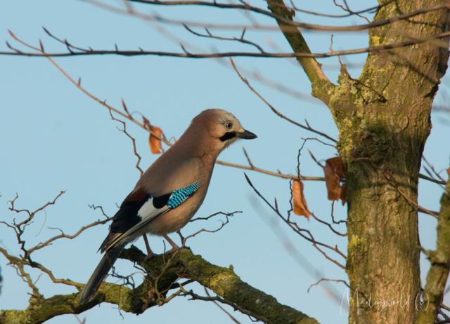 Vlaamse gaai Vlaamse gaai