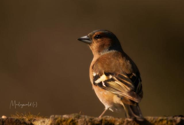 When the dawn breaks