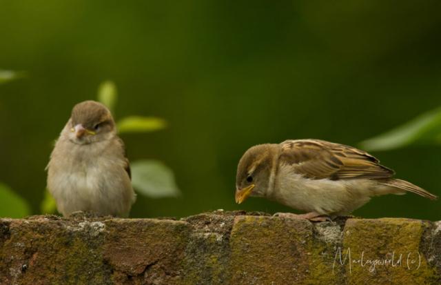 Young in a big world